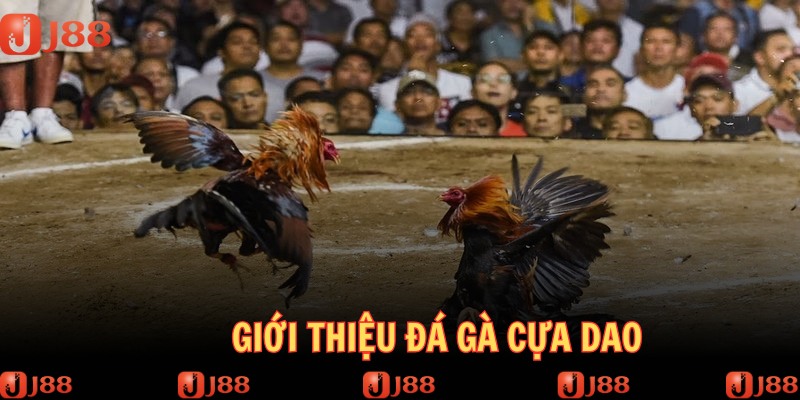 Đá gà cựa dao được ưa chuộng hàng đầu tại nhà cái