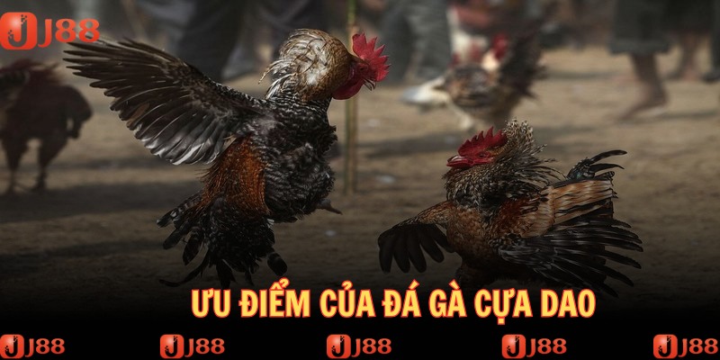 Nhiều điểm đặc sắc trong loại hình chọi gà cựa dao