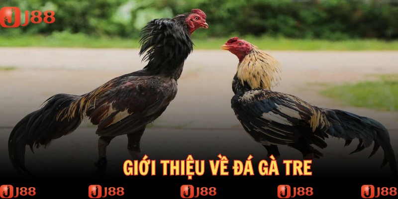Đá gà tre hết sức kịch tính mà khách hàng cần hiểu rõ