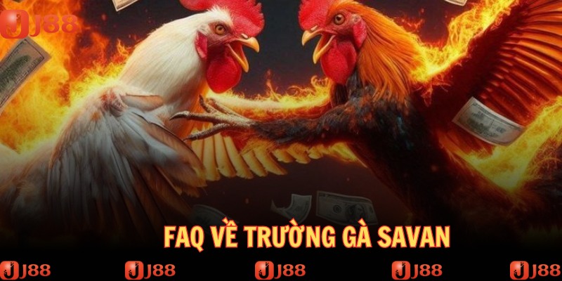 Câu trả lời đúng xoay quanh trường gà