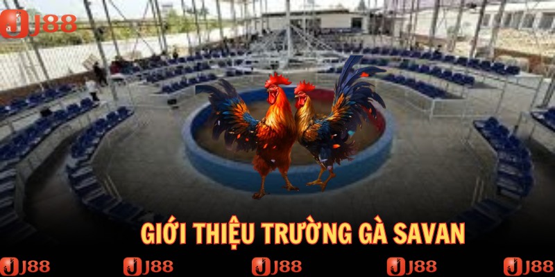 Trường gà Savan nổi tiếng được nhiều người lựa chọn